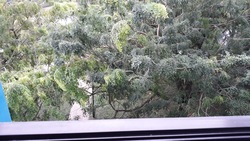 Blk 225A Compassvale Walk (Sengkang), HDB 4 Rooms #449286811